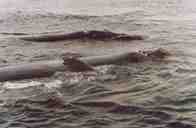 Ballenas en Puerto Madryn - Foto: S. Guerrero