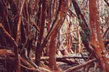 Bosque de Arrayanes - Lago Steffen - Foto: H. Ritter
