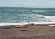 PeninsulaValdez-LobosMarinos0036-C-FotoCPiva.jpg (4746 bytes)