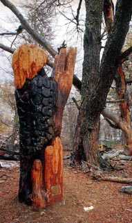 Bosque tallado - Foto: G.Calligaris y Carlos Bonilla