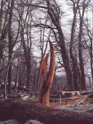 Bosque tallado - Foto: G.Calligaris y Carlos Bonilla